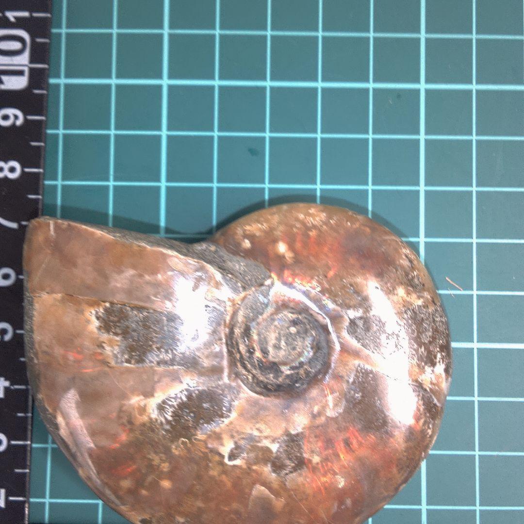 小物１ アンモナイトの化石