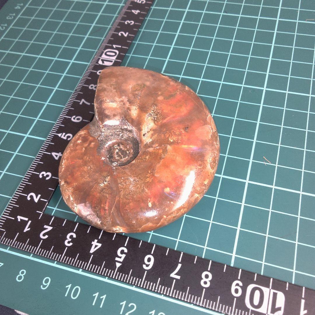 小物１ アンモナイトの化石