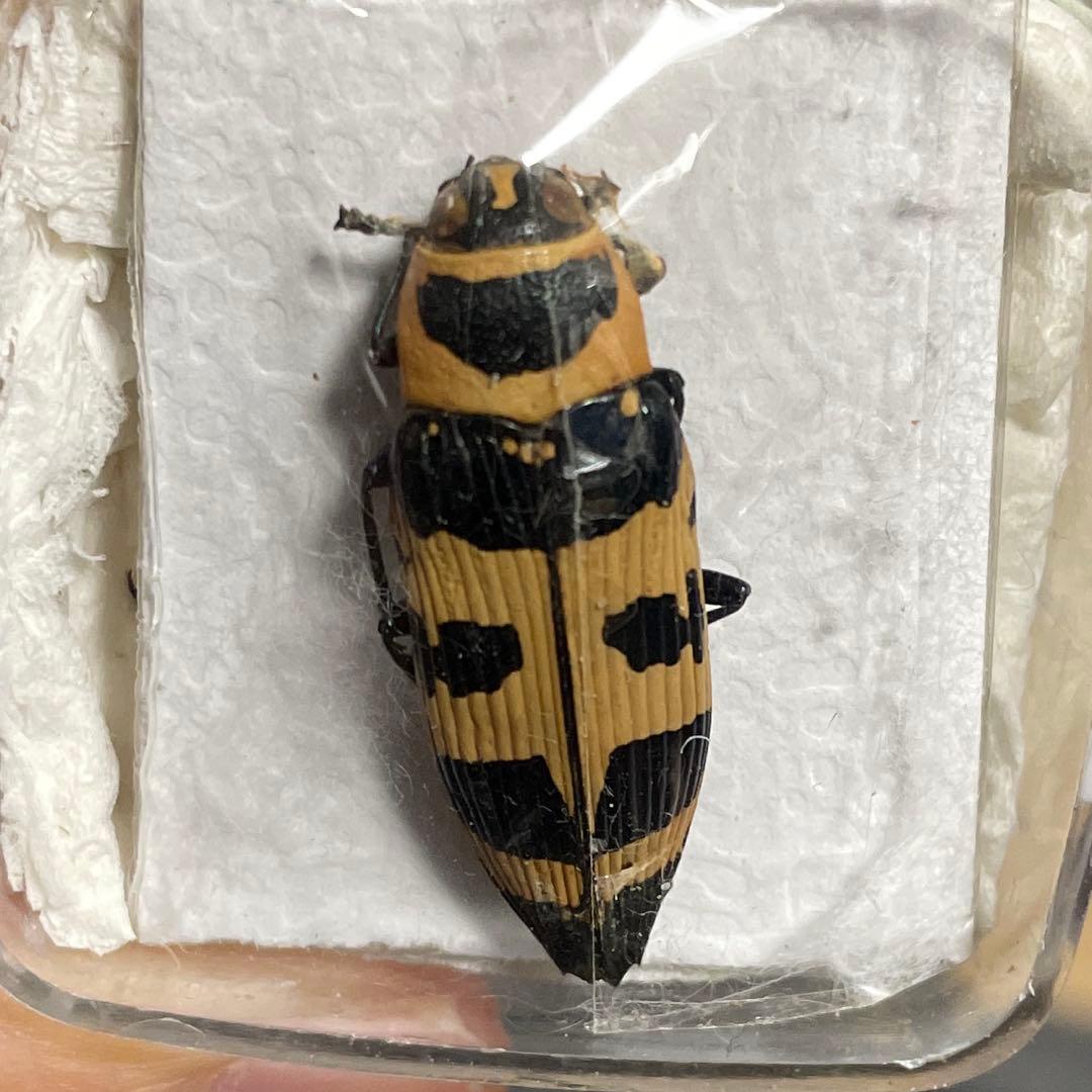 エ*ン様 メキシコ　タマムシ　標本　未検品　GPSデータあり