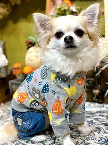 カボチャチャ＋パッチネオンスカート　アズノゥアズデワンasknowasdewan