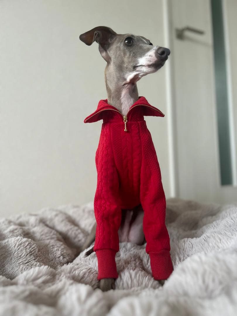 アランキルトニット　イタグレ服　ミニピン服　イタリアングレーハウンド