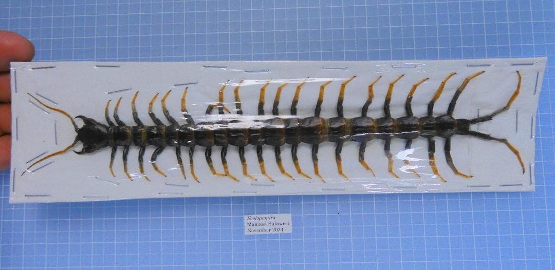 kawara198様 リクエスト 4点 まとめ商品