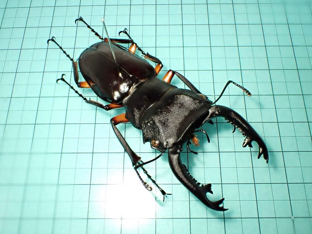 【標本】インペリアリスツヤクワガタ　パラワン島産　69.1ミリ　野外品