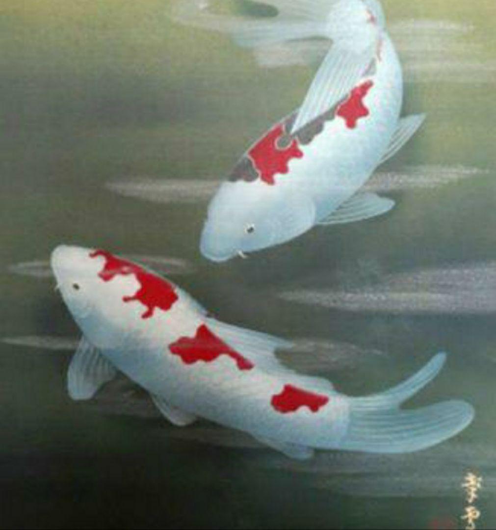 掛け軸/鯉/国井幸雪/二重箱