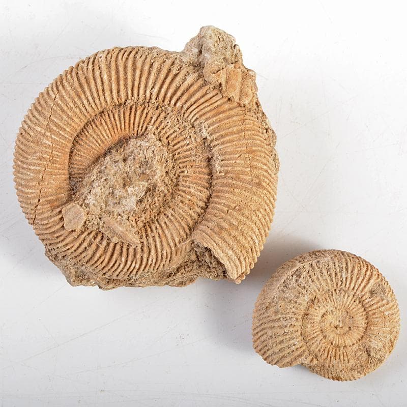 アンモナイ化石　北海道　立札付　2点まとめて　C　R5972