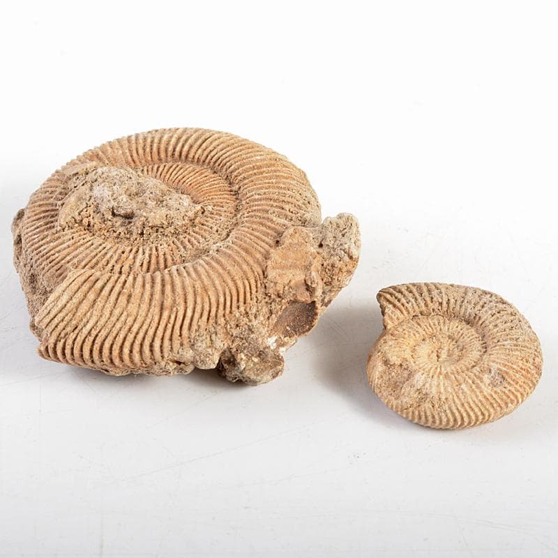 アンモナイ化石　北海道　立札付　2点まとめて　C　R5972