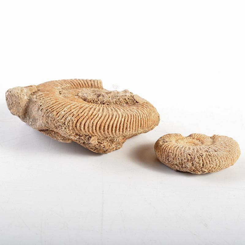 アンモナイ化石　北海道　立札付　2点まとめて　C　R5972