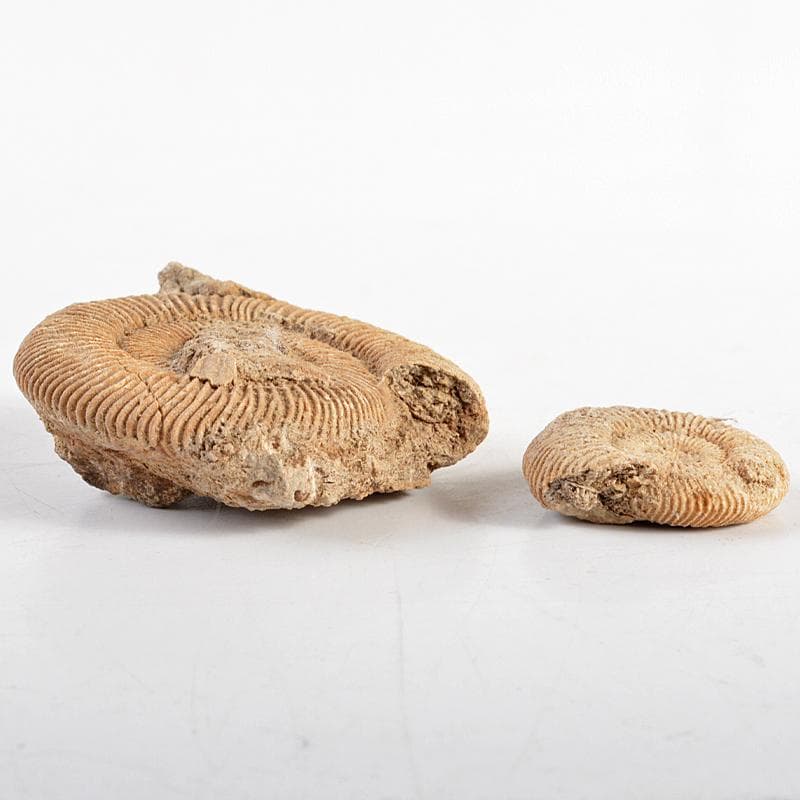 アンモナイ化石　北海道　立札付　2点まとめて　C　R5972