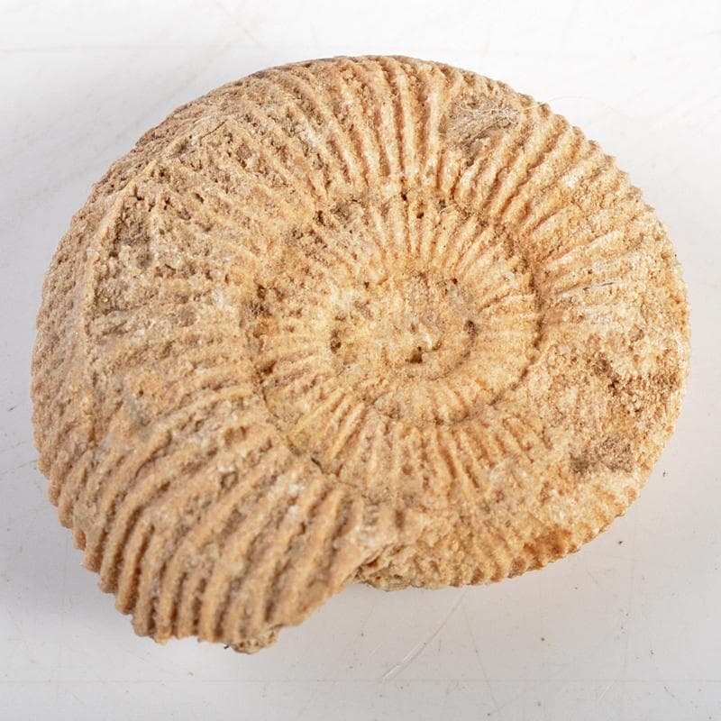 アンモナイ化石　北海道　立札付　2点まとめて　C　R5972