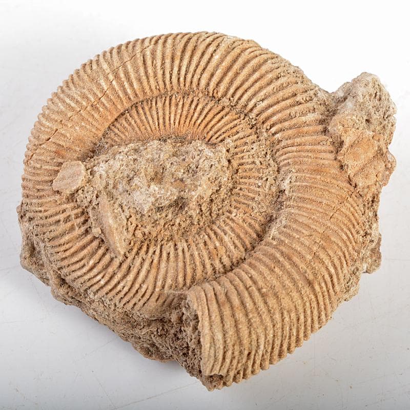 アンモナイ化石　北海道　立札付　2点まとめて　C　R5972