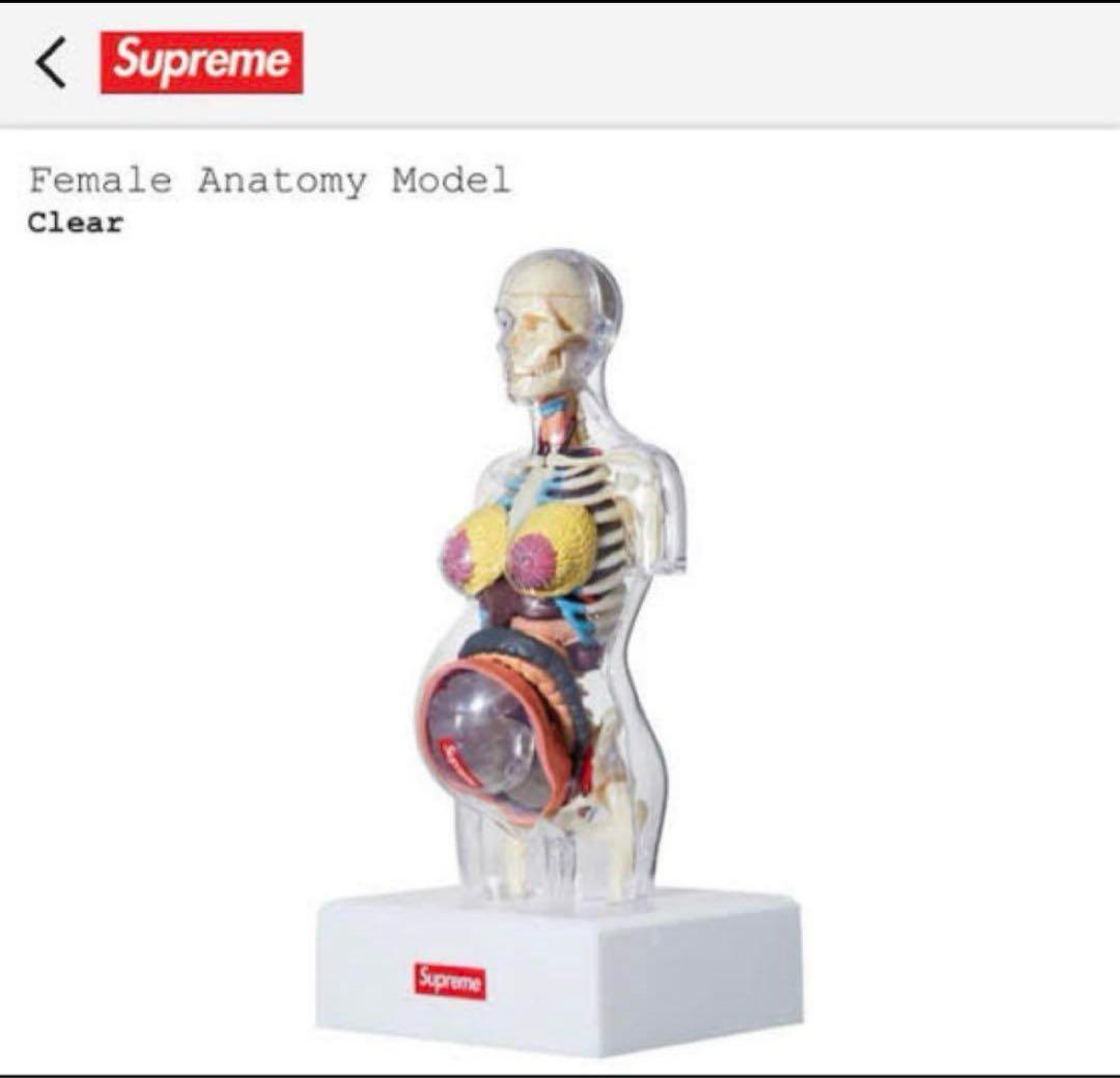 SUPREME 18AW Female Anatomy Model 人体模型