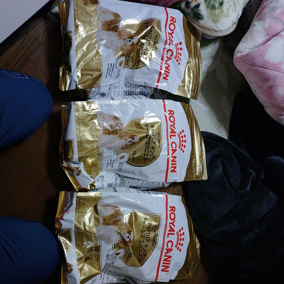  CANIN キング チャールズ スパニエル 6キロ