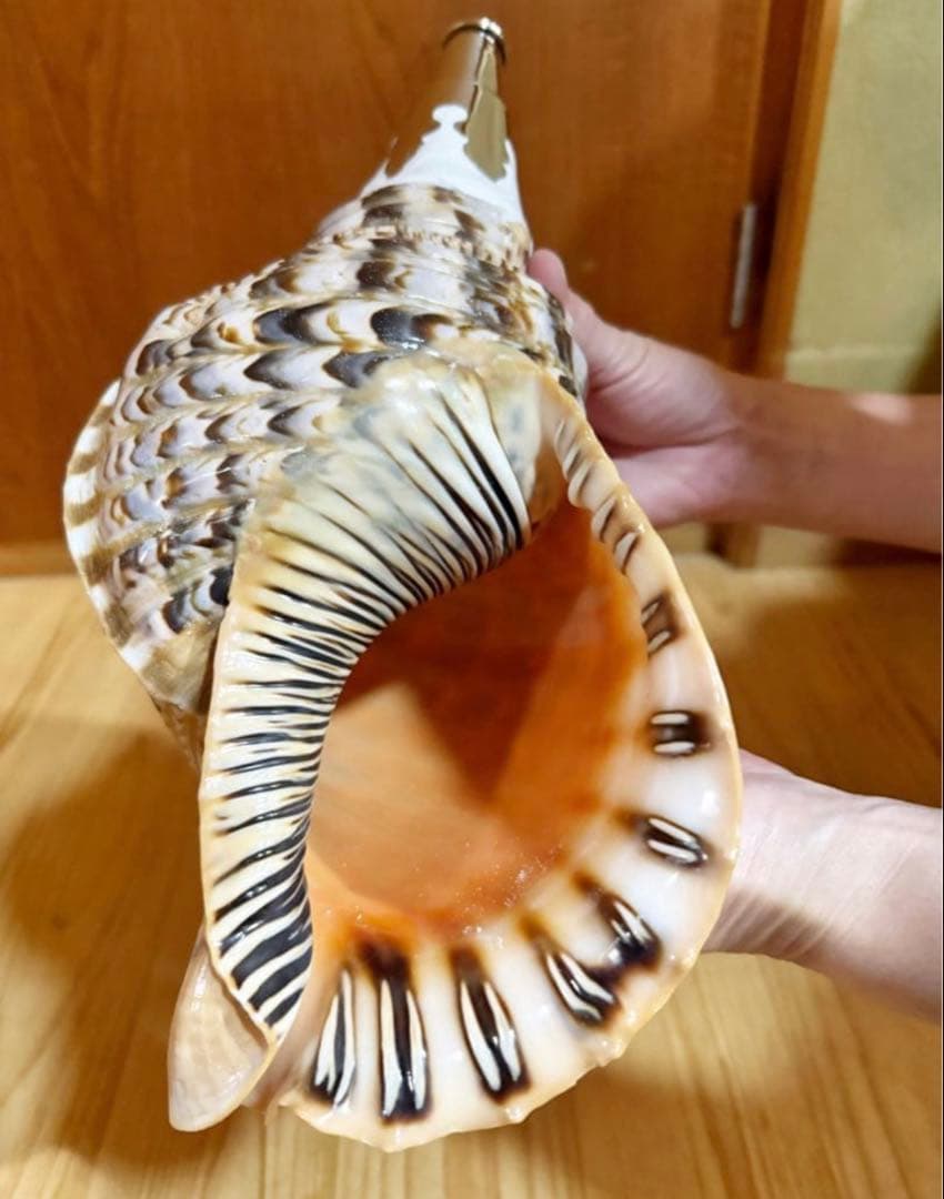 修験道法螺貝　山伏　密教　魔除け　熊よけ❣️ほら貝　ホラガイ