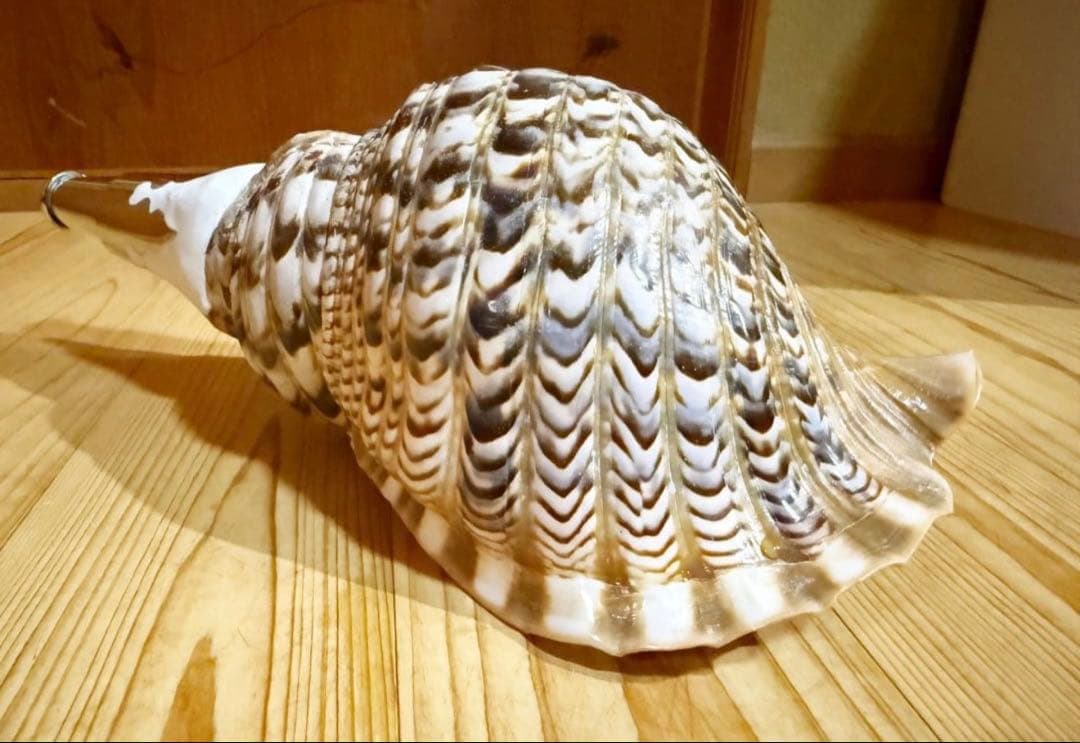 修験道法螺貝　山伏　密教　魔除け　熊よけ❣️ほら貝　ホラガイ