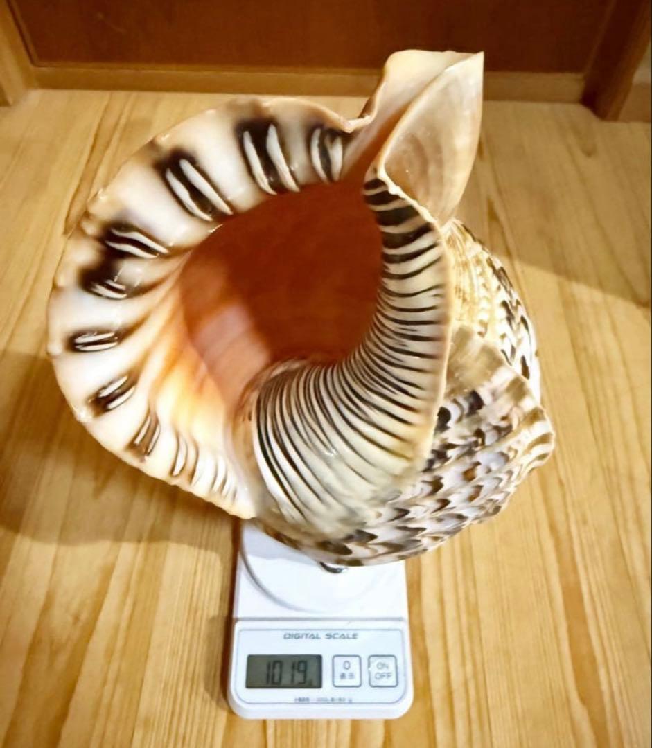 修験道法螺貝　山伏　密教　魔除け　熊よけ❣️ほら貝　ホラガイ