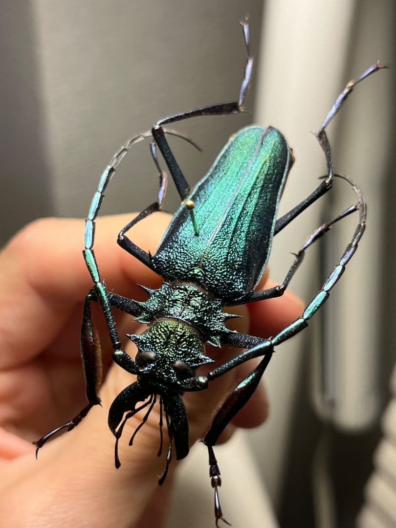 【極美青緑】ルリオニカミキリ ムラサキオニノコギリカミキリ　昆虫標本