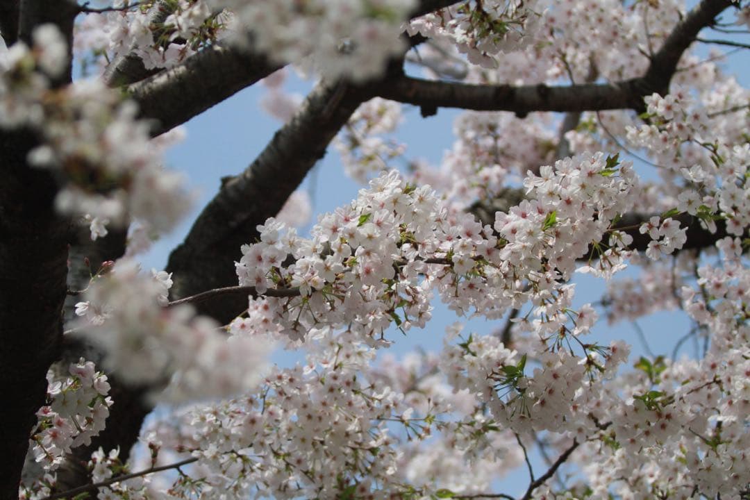 【値下げ】Canon EF 70-200mm f/2.8L レンズ