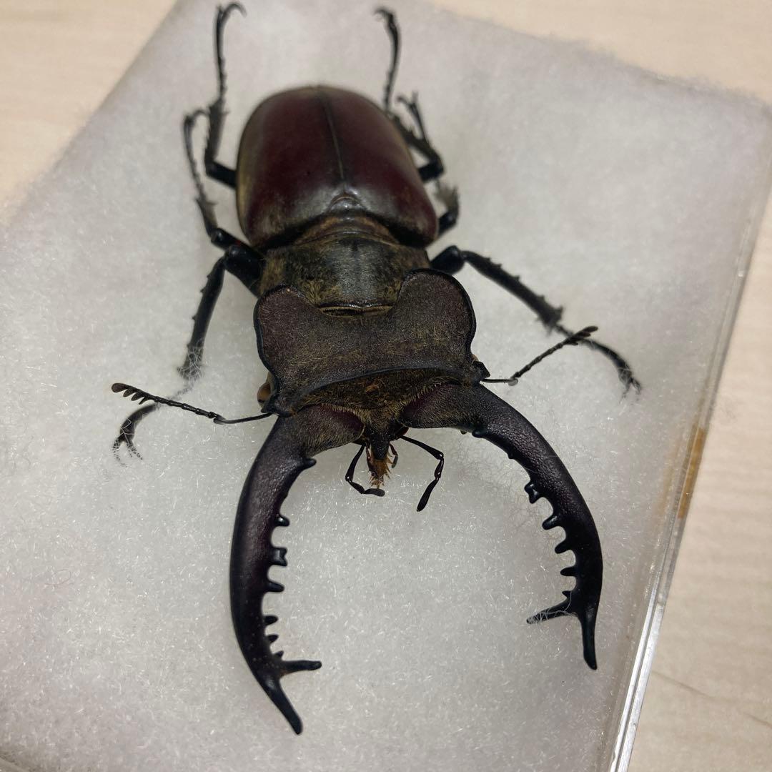 タカサゴミヤマクワガタ ♂ 標本