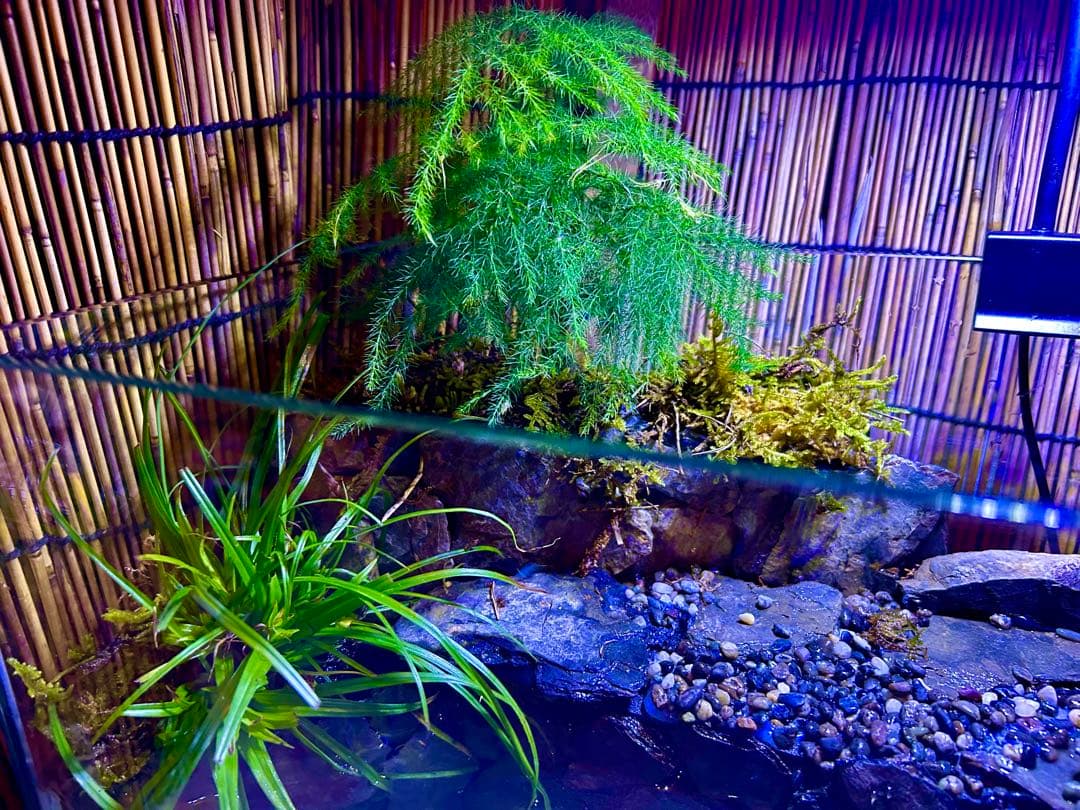 水の流れる滝テラリウム水槽　オールガラス45