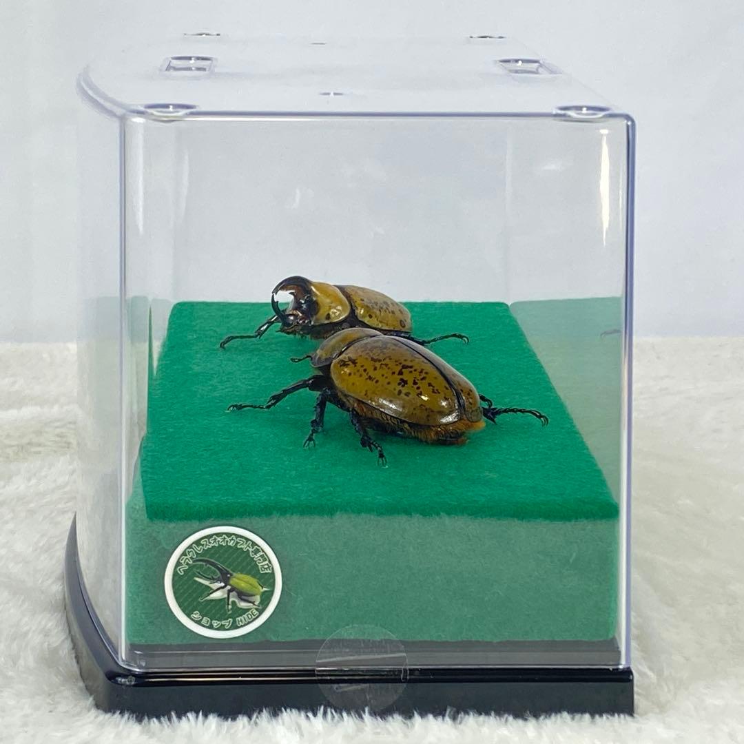 【ペア】ヒルスシロカブトのオブジェ（標本）