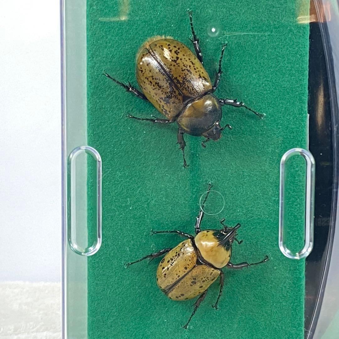 【ペア】ヒルスシロカブトのオブジェ（標本）