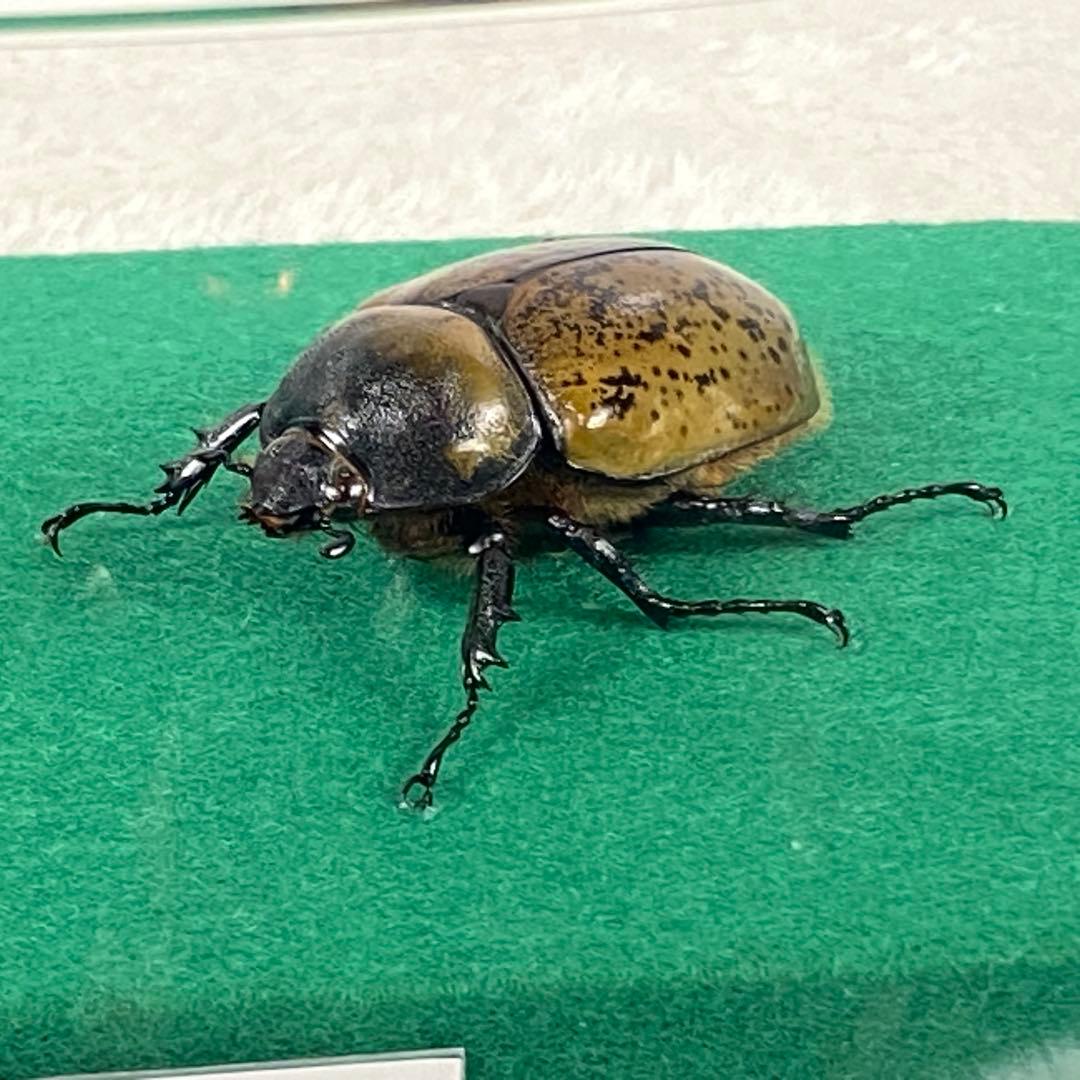 【ペア】ヒルスシロカブトのオブジェ（標本）