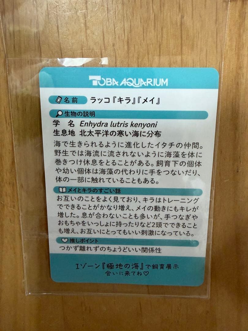 鳥羽水族館　コレクションカード　ラッコ　キラ　メイ