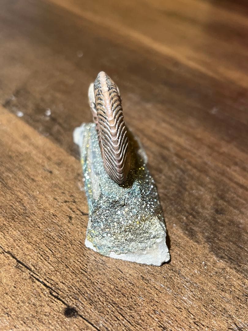 黄鉄鉱化アンモナイト　ロシア