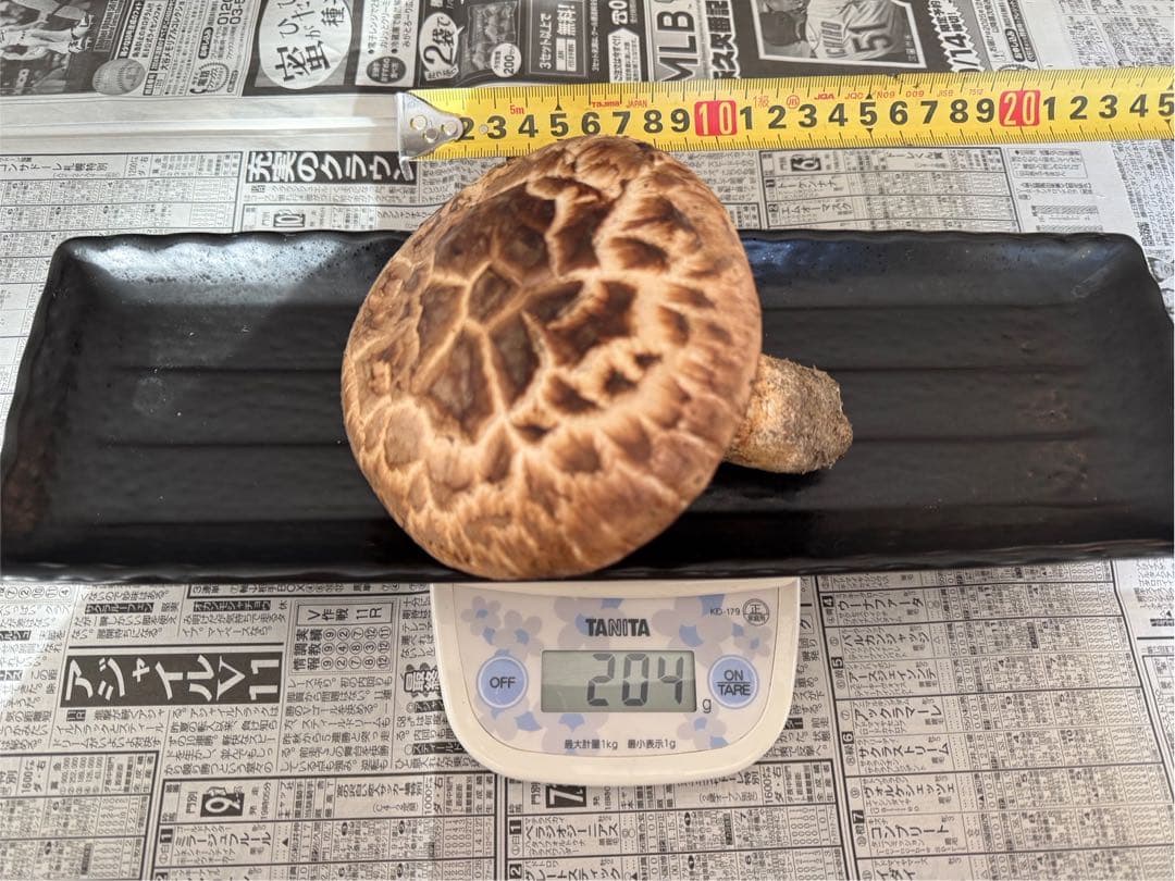 松茸　北海道　700g 訳あり　送料込