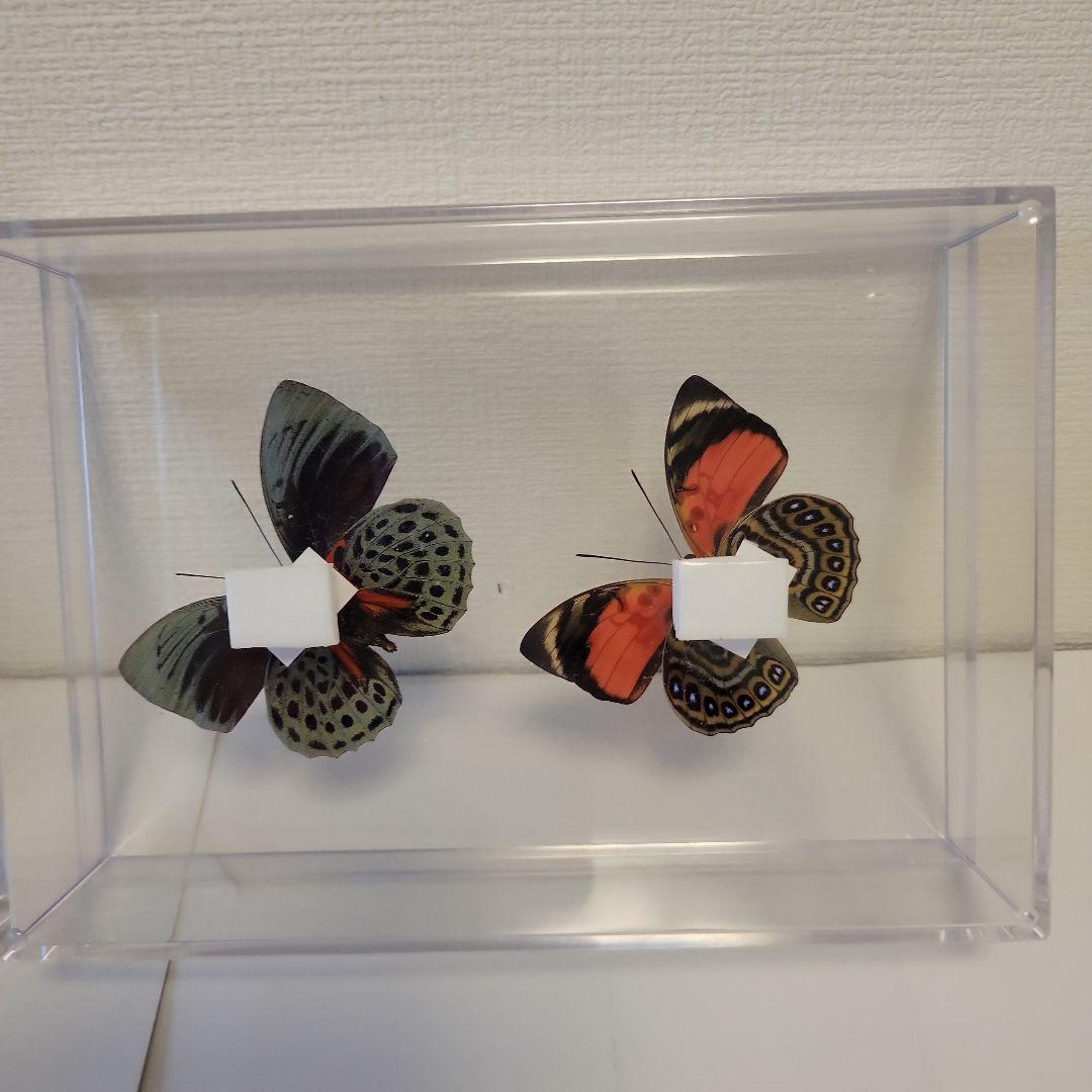 HiЯ∅様(木)まで専用　蝶の標本　ミイロタテハの世界(特AA)
