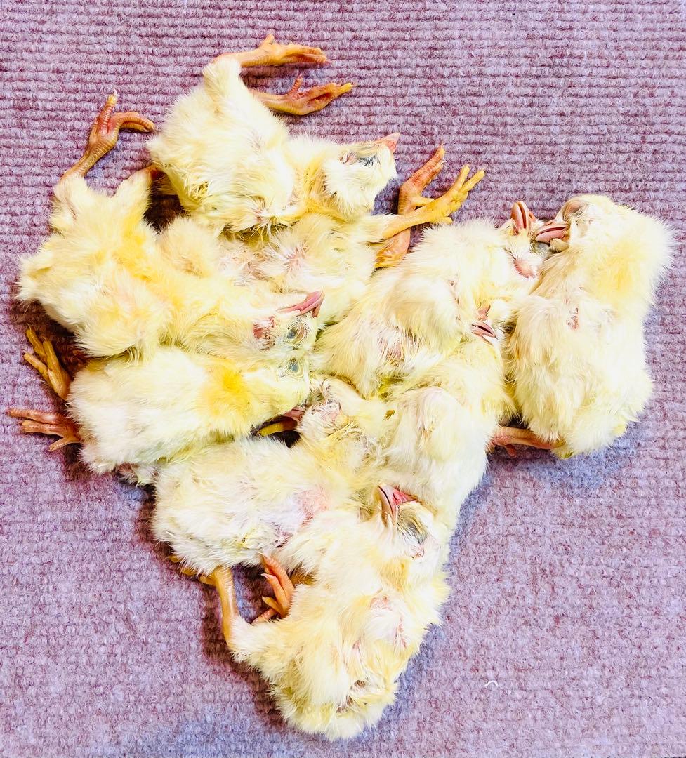 【リピート購入で＋10羽】 送料無料 国産 新鮮安全 冷凍ひよこ 400羽