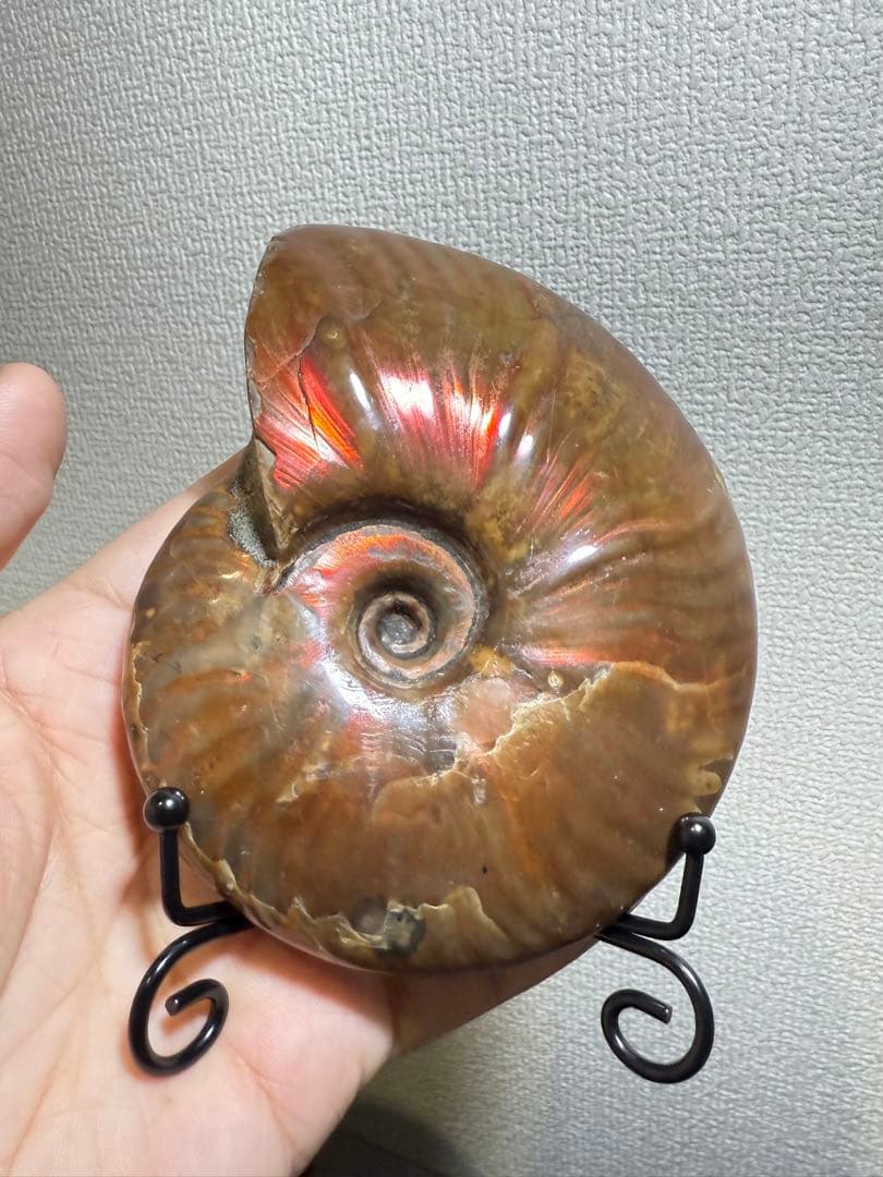 超大天然斑彩螺　アンモナイト化石　繁栄と調和をもたらす風水　虹大量あり　台座付き