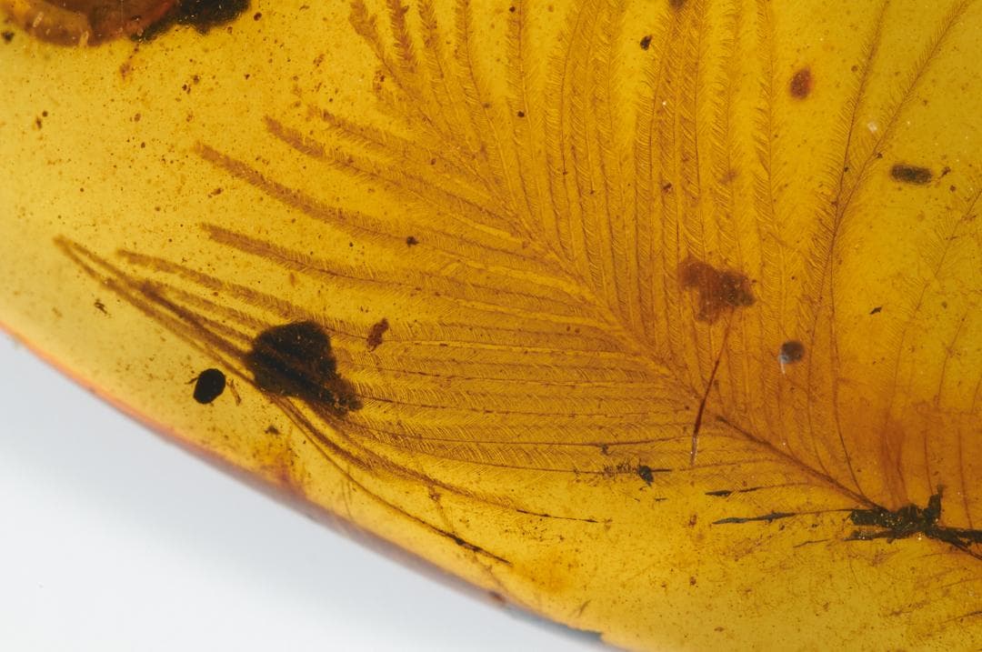 レア極上品 PA0009虫入り琥珀化石　ミャンマーカムティかタナイ9900万年前