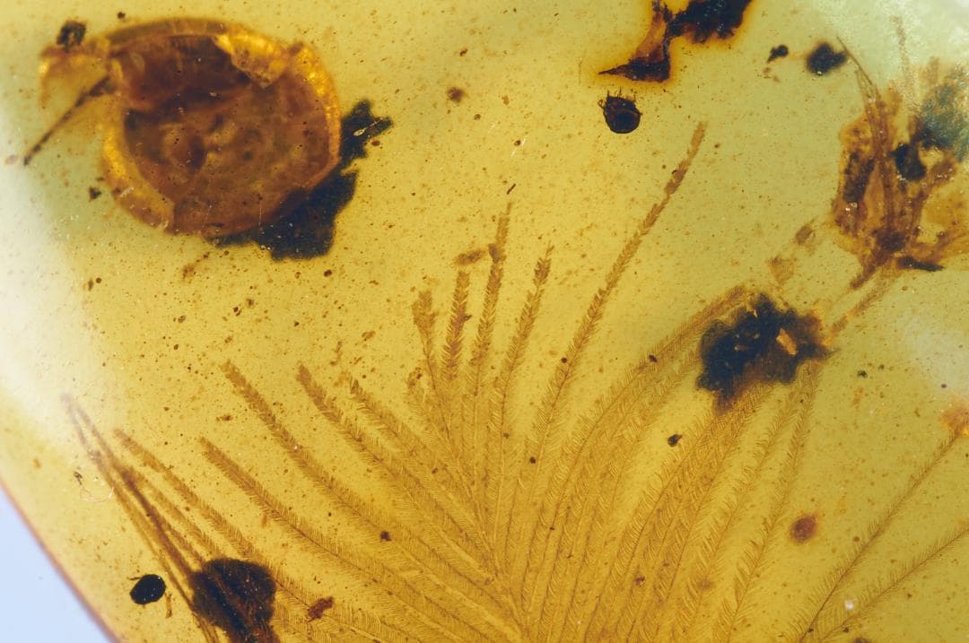 レア極上品 PA0009虫入り琥珀化石　ミャンマーカムティかタナイ9900万年前