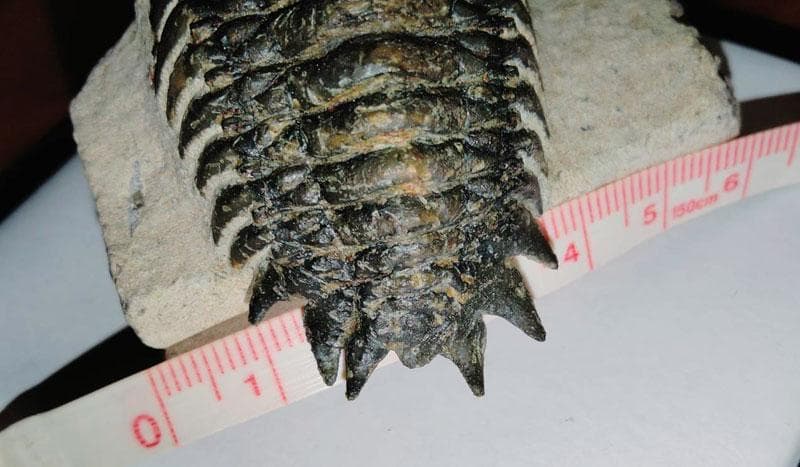 高品位 立体三葉虫 Crotarocephalus.sp