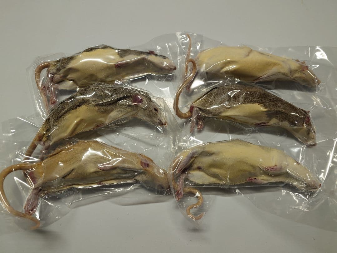 個包装 冷凍ラット 30匹セット 85~100g