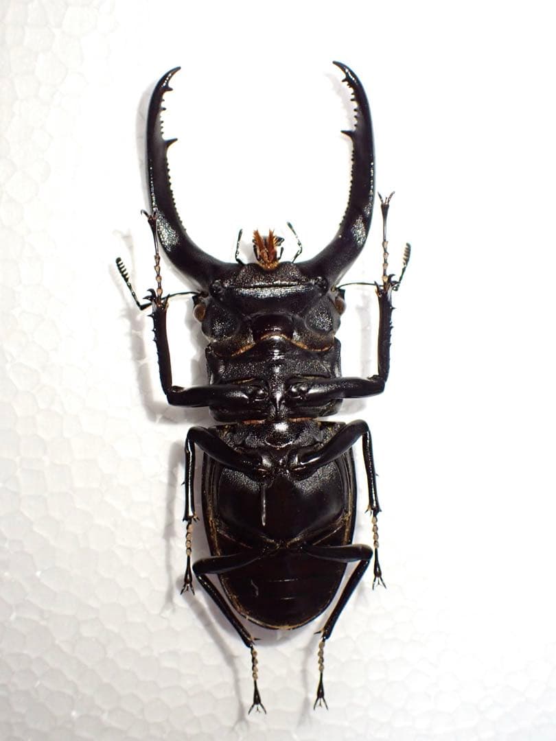 【標本】リノケロスフタマタクワガタ　スマトラ島産　98.0ミリ　野外品