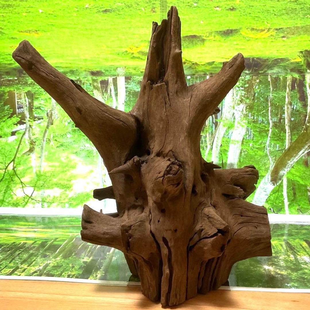 龍スケールです。イケメン朽ち木状ホーンウッド、他2点