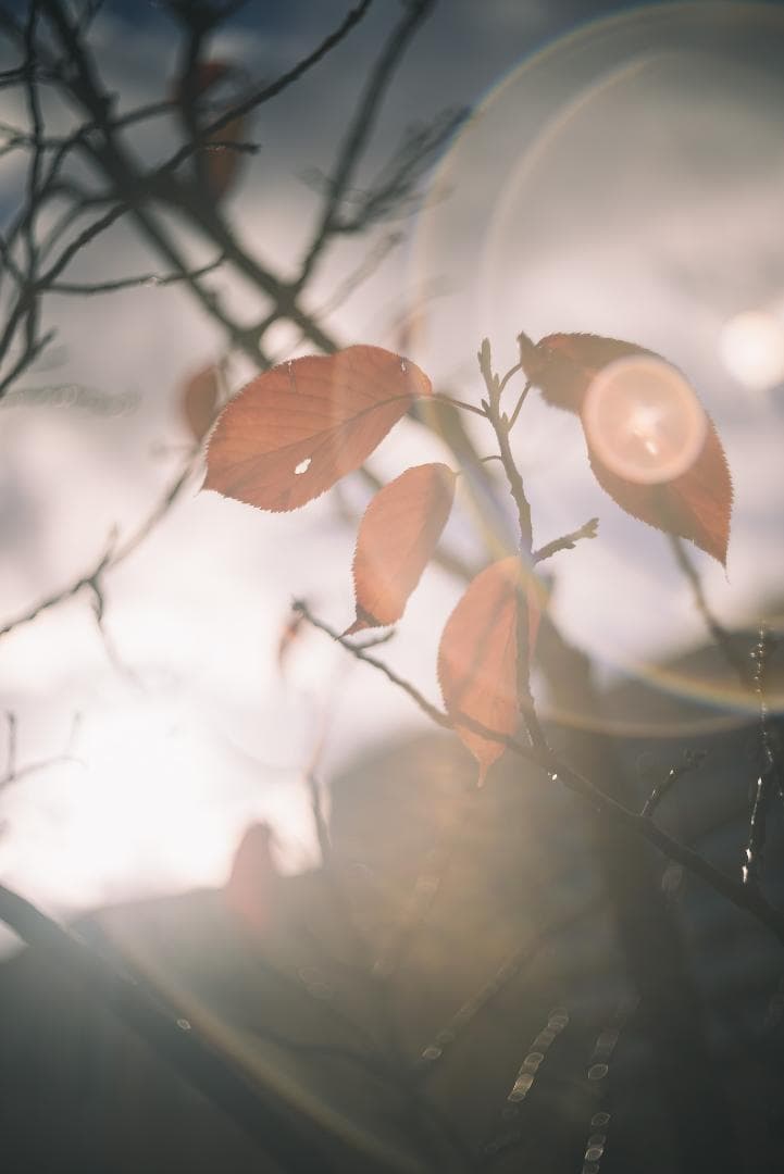 良品！虹の出る癖玉！Leica Summar 50mm f2 オールドレンズ