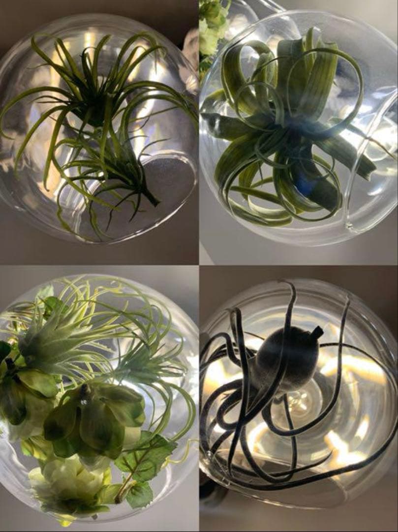 BOTANIC HANGING LIGHT ボタニックハンギングライト4個セット