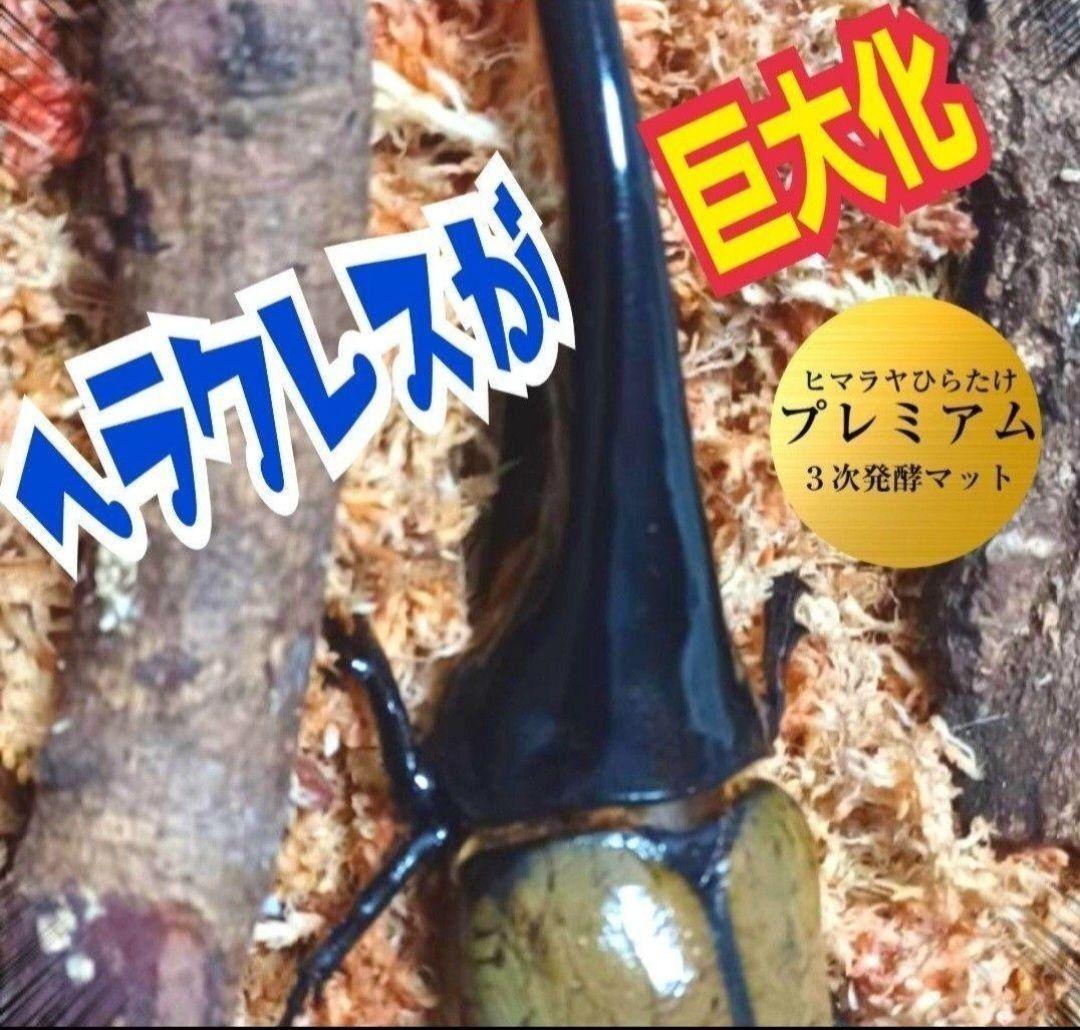 極上☆ギネス狙いに！プレミアム3次発酵カブトムシマット【6袋】特殊アミノ酸強化