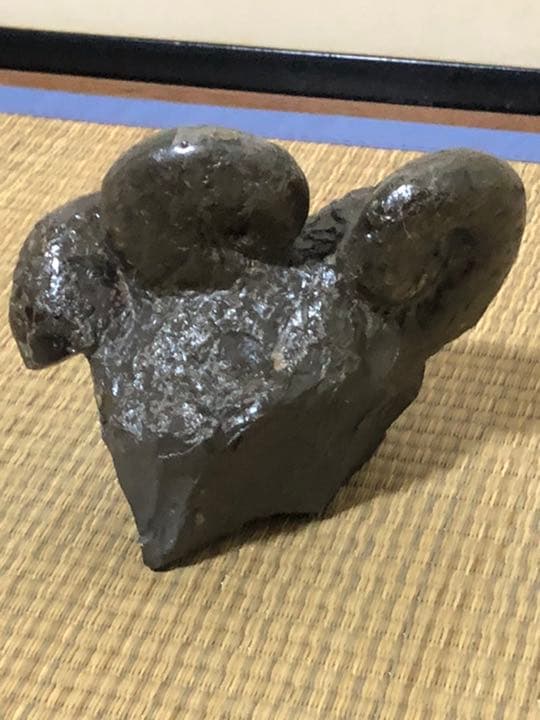 アンモナイトの化石