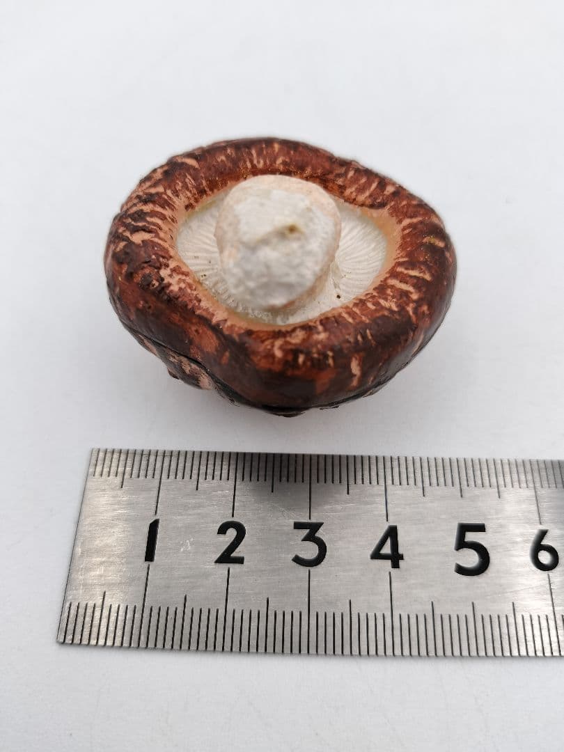 b119 【新品・未使用】香合 乾漆 椎茸 畦地粒俵 木箱 茶道具 多喜翁 風炉