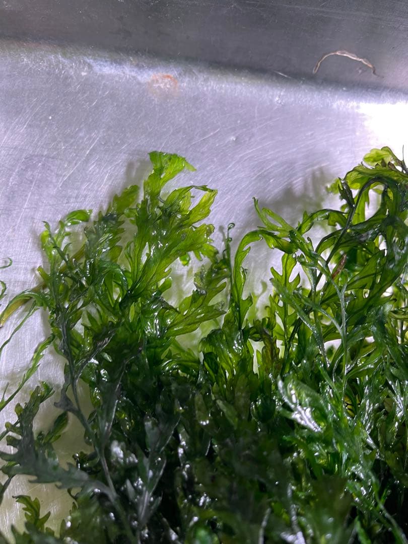 ボルビティス　ヒュデロッティ　大株