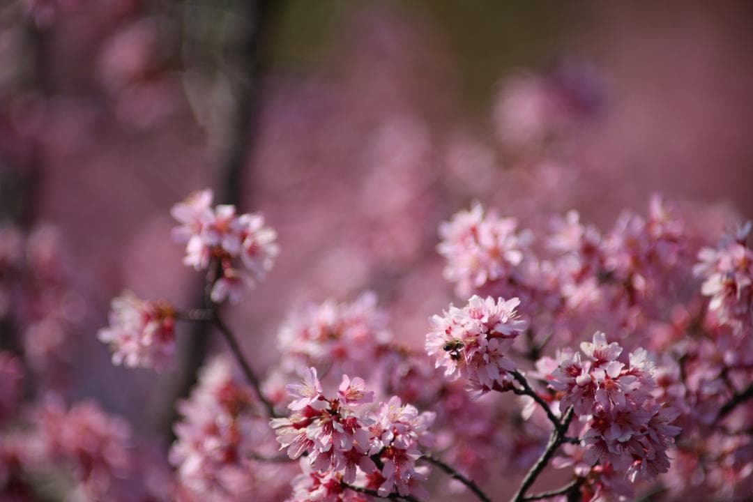 キヤノン CANON EF400mm F2.8L　エクステンダーⅡ　×2.0付き