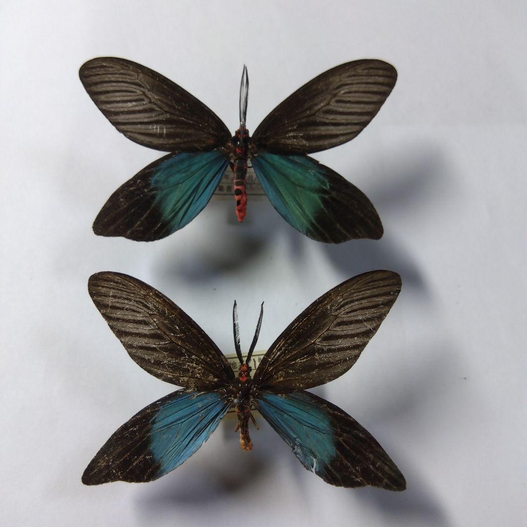 クロツバメ 2頭