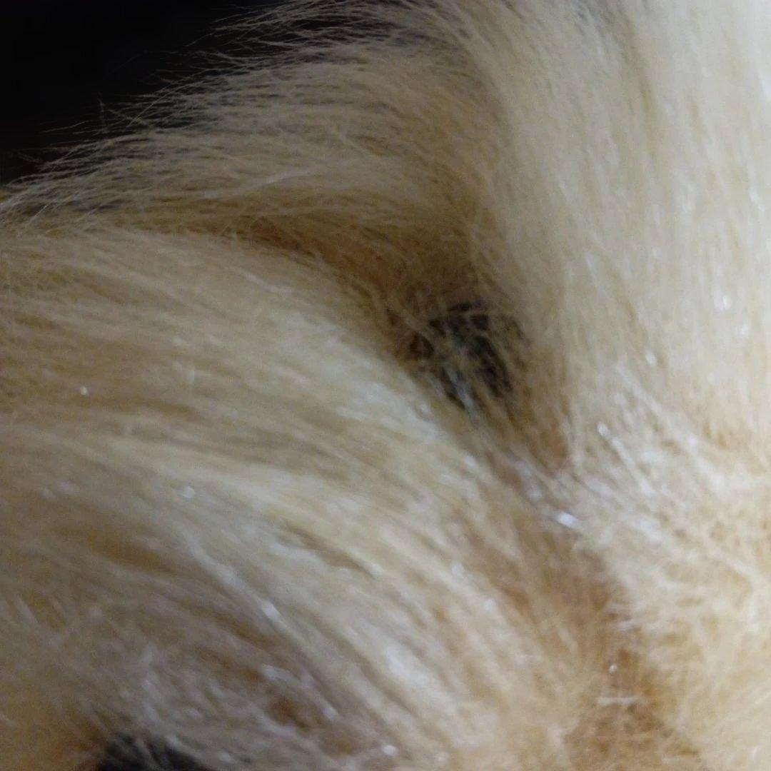 飾品＊犬＊ぬいぐるみ＊日本製