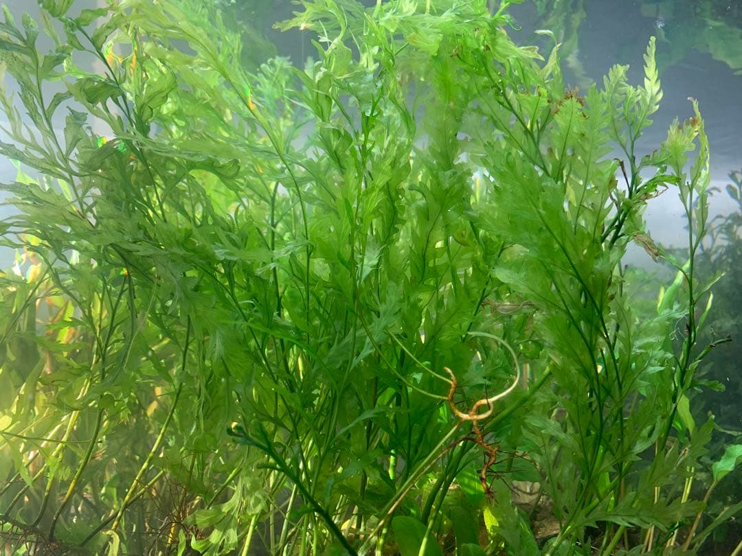 【出品予定】溶岩石活着ボルビティス&ナナミニ&クリプト