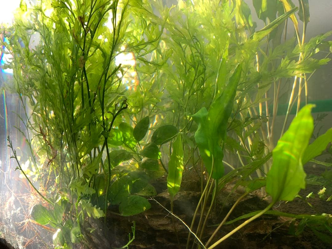 【出品予定】溶岩石活着ボルビティス&ナナミニ&クリプト