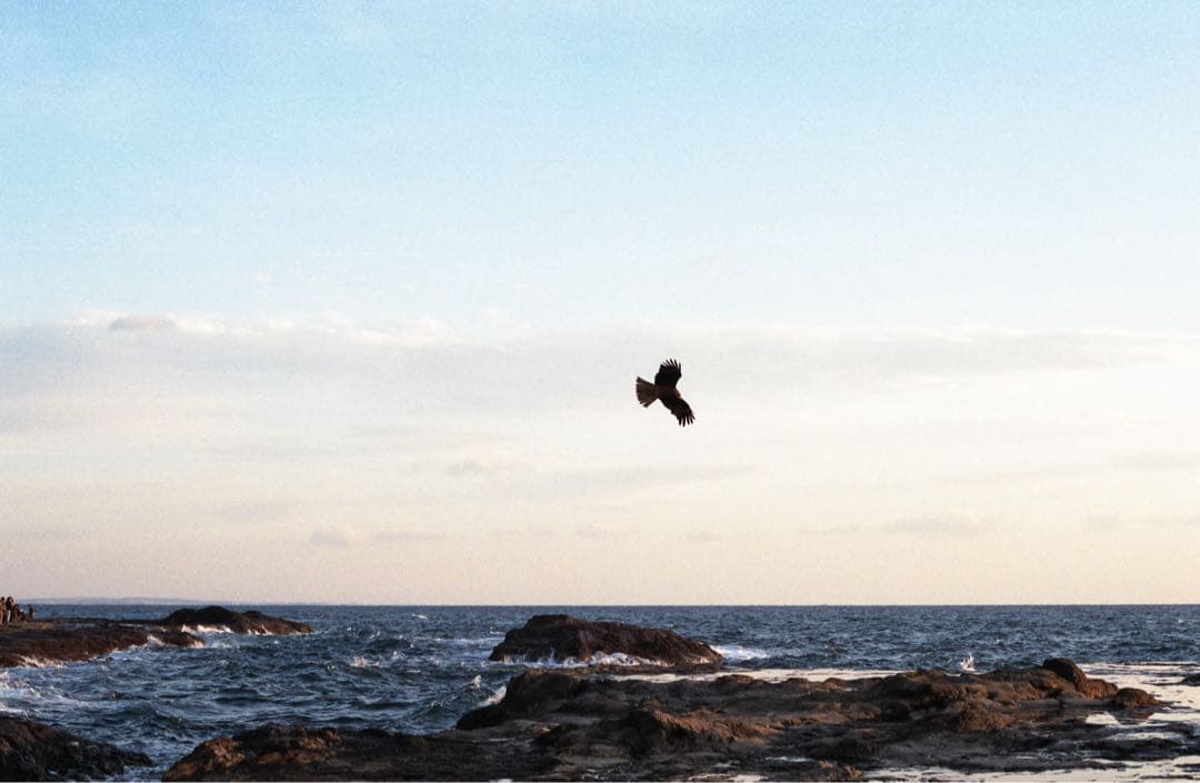 Canon New F-1 アイレベルファインダー　実用品　作例あり